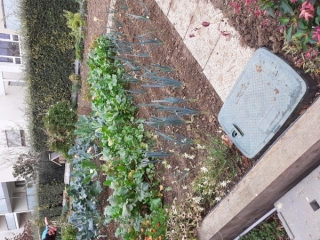 Sortie au jardin partagé 