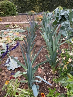 Sortie au jardin partagé 
